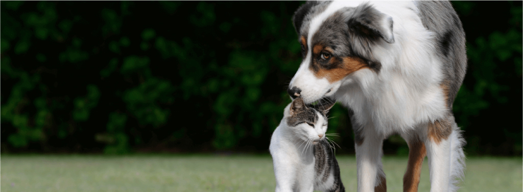 Uptown Animal Hospital