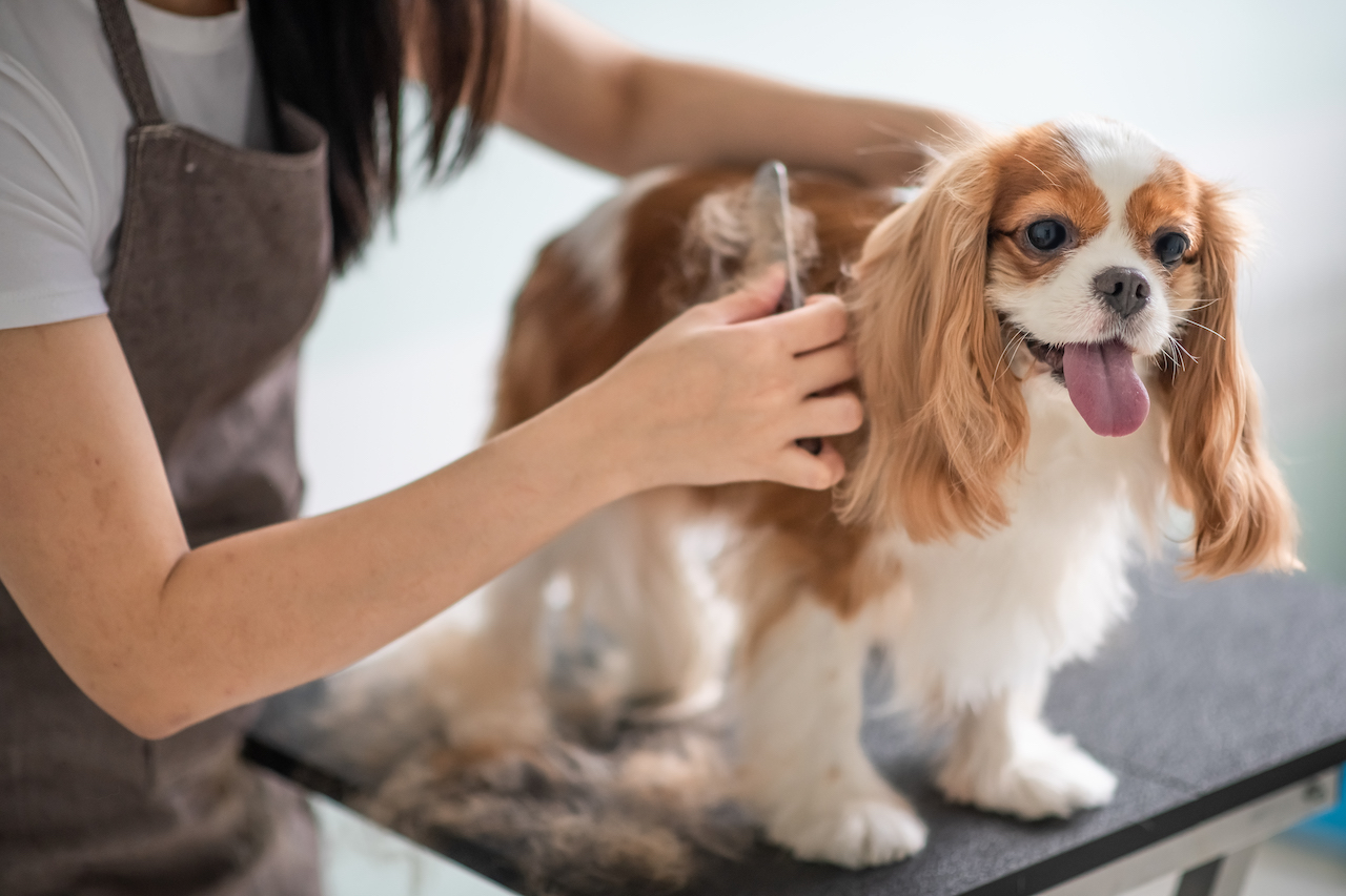 a chinese female dog groomer grooming a Cavalier King Charles Spaniel dog